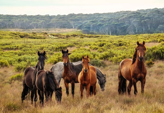 Yılkı Horses: Erciyess Furious Children Pack